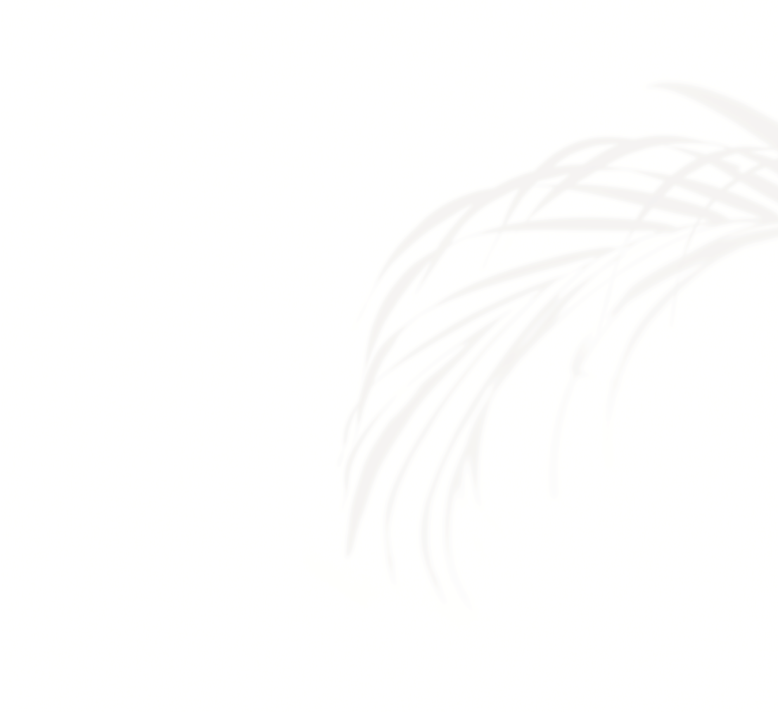 palmera
