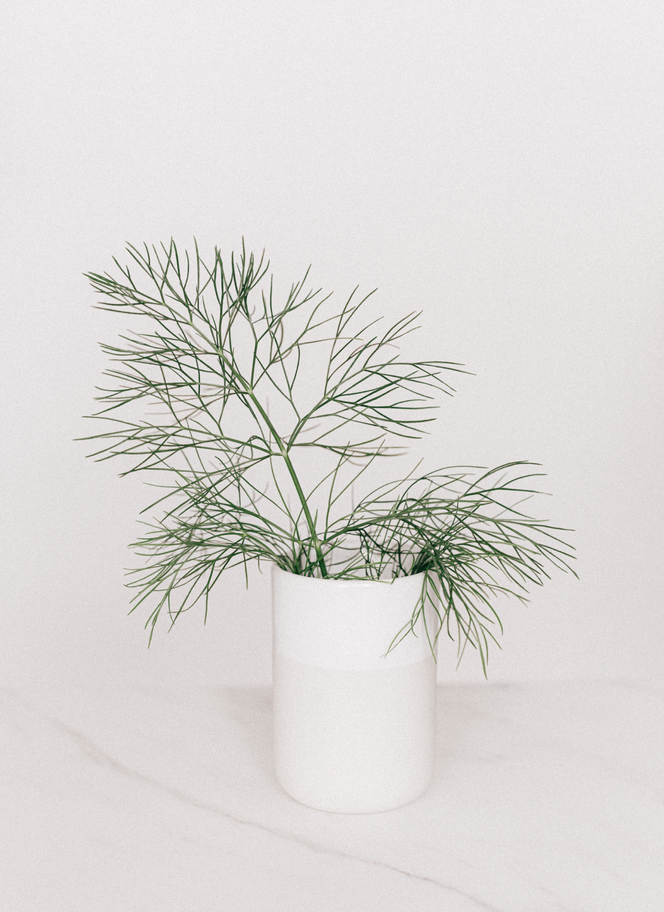 planta